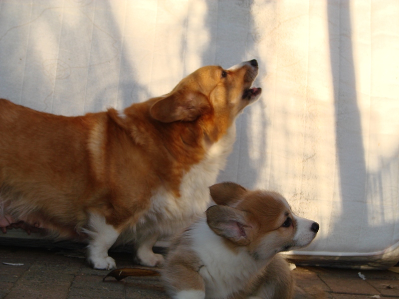 Puppies